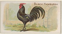 Black Hamburgh, from the Prize and Game Chickens series (N20) for Allen & Ginter Cigarettes, Allen & Ginter  American, Commercial color lithograph