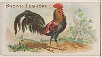Brown Leghorn, from the Prize and Game Chickens series (N20) for Allen & Ginter Cigarettes, Allen & Ginter  American, Commercial color lithograph