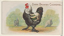 Dark Brahma Cockerel, from the Prize and Game Chickens series (N20) for Allen & Ginter Cigarettes, Allen & Ginter  American, Commercial color lithograph