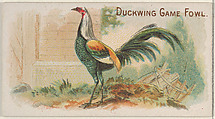 Duckwing Game Fowl, from the Prize and Game Chickens series (N20) for Allen & Ginter Cigarettes, Allen & Ginter  American, Commercial color lithograph