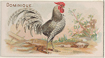 Dominique, from the Prize and Game Chickens series (N20) for Allen & Ginter Cigarettes, Allen & Ginter  American, Commercial color lithograph