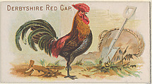 Derbyshire Red Cap, from the Prize and Game Chickens series (N20) for Allen & Ginter Cigarettes, Allen & Ginter  American, Commercial color lithograph