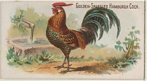 Golden-Spangled Hamburgh Cock, from the Prize and Game Chickens series (N20) for Allen & Ginter Cigarettes, Allen & Ginter  American, Commercial color lithograph