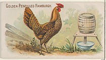 Golden-Pencilled Hamburgh, from the Prize and Game Chickens series (N20) for Allen & Ginter Cigarettes, Allen & Ginter  American, Commercial color lithograph