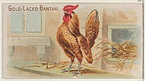 Gold-Laced Bantam, from the Prize and Game Chickens series (N20) for Allen & Ginter Cigarettes, Allen & Ginter  American, Commercial color lithograph