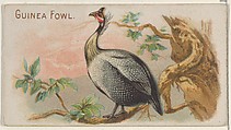 Guinea Fowl, from the Prize and Game Chickens series (N20) for Allen & Ginter Cigarettes, Allen & Ginter  American, Commercial color lithograph