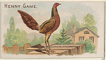 Henny Game, from the Prize and Game Chickens series (N20) for Allen & Ginter Cigarettes, Allen & Ginter  American, Commercial color lithograph