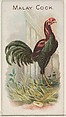 Malay Cock, from the Prize and Game Chickens series (N20) for Allen & Ginter Cigarettes, Allen & Ginter  American, Commercial color lithograph