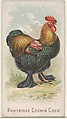Partridge Cochin Cock, from the Prize and Game Chickens series (N20) for Allen & Ginter Cigarettes, Allen & Ginter  American, Commercial color lithograph