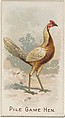 Pile Game Hen, from the Prize and Game Chickens series (N20) for Allen & Ginter Cigarettes, Allen & Ginter  American, Commercial color lithograph