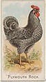 Plymouth Rock, from the Prize and Game Chickens series (N20) for Allen & Ginter Cigarettes, Allen & Ginter  American, Commercial color lithograph