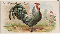 Rose-Combed Dorking Cock, from the Prize and Game Chickens series (N20) for Allen & Ginter Cigarettes, Allen & Ginter  American, Commercial color lithograph