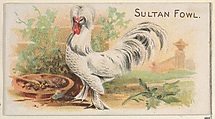 Sultan Fowl, from the Prize and Game Chickens series (N20) for Allen & Ginter Cigarettes, Allen & Ginter  American, Commercial color lithograph