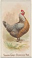 Silver-Grey Dorking Hen, from the Prize and Game Chickens series (N20) for Allen & Ginter Cigarettes, Allen & Ginter  American, Commercial color lithograph