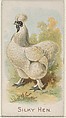 Silky Hen, from the Prize and Game Chickens series (N20) for Allen & Ginter Cigarettes, Allen & Ginter  American, Commercial color lithograph