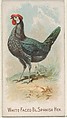 White-Faced Black Spanish Hen, from the Prize and Game Chickens series (N20) for Allen & Ginter Cigarettes, Allen & Ginter  American, Commercial color lithograph