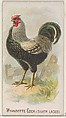 Wyandotte Cock (Silver Laced), from the Prize and Game Chickens series (N20) for Allen & Ginter Cigarettes, Allen & Ginter  American, Commercial color lithograph