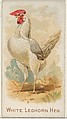 White Leghorn Hen, from the Prize and Game Chickens series (N20) for Allen & Ginter Cigarettes, Allen & Ginter  American, Commercial color lithograph