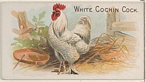 White Cochin Cock, from the Prize and Game Chickens series (N20) for Allen & Ginter Cigarettes, Allen & Ginter  American, Commercial color lithograph