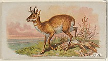 Antelope, from the Quadrupeds series (N21) for Allen & Ginter Cigarettes, Allen & Ginter  American, Commercial color lithograph