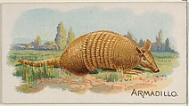 Armadillo, from the Quadrupeds series (N21) for Allen & Ginter Cigarettes, Allen & Ginter  American, Commercial color lithograph
