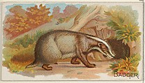 Badger, from the Quadrupeds series (N21) for Allen & Ginter Cigarettes, Allen & Ginter  American, Commercial color lithograph