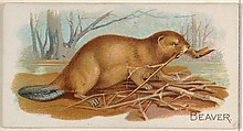 Beaver, from the Quadrupeds series (N21) for Allen & Ginter Cigarettes, Allen & Ginter  American, Commercial color lithograph