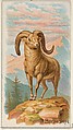Bighorn, from the Quadrupeds series (N21) for Allen & Ginter Cigarettes, Allen & Ginter  American, Commercial color lithograph