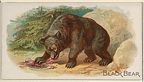 Black Bear, from the Quadrupeds series (N21) for Allen & Ginter Cigarettes, Allen & Ginter  American, Commercial color lithograph