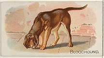Bloodhound, from the Quadrupeds series (N21) for Allen & Ginter Cigarettes, Allen & Ginter  American, Commercial color lithograph