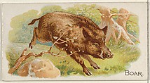 Boar, from the Quadrupeds series (N21) for Allen & Ginter Cigarettes, Allen & Ginter  American, Commercial color lithograph