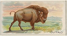 Buffalo, from the Quadrupeds series (N21) for Allen & Ginter Cigarettes, Allen & Ginter  American, Commercial color lithograph
