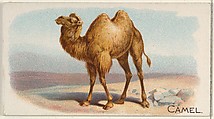 Camel, from the Quadrupeds series (N21) for Allen & Ginter Cigarettes, Allen & Ginter  American, Commercial color lithograph