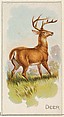 Deer, from the Quadrupeds series (N21) for Allen & Ginter Cigarettes, Allen & Ginter  American, Commercial color lithograph