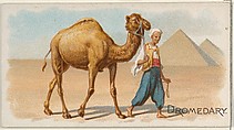Dromedary, from the Quadrupeds series (N21) for Allen & Ginter Cigarettes, Allen & Ginter  American, Commercial color lithograph