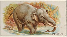 Elephant, from the Quadrupeds series (N21) for Allen & Ginter Cigarettes, Allen & Ginter  American, Commercial color lithograph