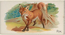 Fox, from the Quadrupeds series (N21) for Allen & Ginter Cigarettes, Allen & Ginter  American, Commercial color lithograph