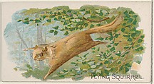 Flying Squirrel, from the Quadrupeds series (N21) for Allen & Ginter Cigarettes, Allen & Ginter  American, Commercial color lithograph