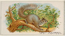 Grey Squirrel, from the Quadrupeds series (N21) for Allen & Ginter Cigarettes, Allen & Ginter  American, Commercial color lithograph