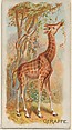 Giraffe, from the Quadrupeds series (N21) for Allen & Ginter Cigarettes, Allen & Ginter  American, Commercial color lithograph