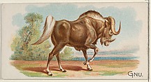Gnu, from the Quadrupeds series (N21) for Allen & Ginter Cigarettes, Allen & Ginter  American, Commercial color lithograph