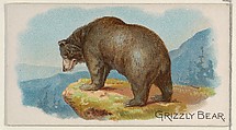 Grizzly Bear, from the Quadrupeds series (N21) for Allen & Ginter Cigarettes, Allen & Ginter  American, Commercial color lithograph