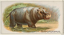 Hippopotamus, from the Quadrupeds series (N21) for Allen & Ginter Cigarettes, Allen & Ginter  American, Commercial color lithograph