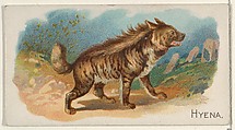 Hyena, from the Quadrupeds series (N21) for Allen & Ginter Cigarettes, Allen & Ginter  American, Commercial color lithograph