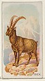 Ibex, from the Quadrupeds series (N21) for Allen & Ginter Cigarettes, Allen & Ginter  American, Commercial color lithograph