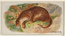 Jaguar, from the Quadrupeds series (N21) for Allen & Ginter Cigarettes, Allen & Ginter  American, Commercial color lithograph