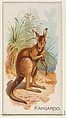 Kangaroo, from the Quadrupeds series (N21) for Allen & Ginter Cigarettes, Allen & Ginter  American, Commercial color lithograph