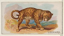 Leopard, from the Quadrupeds series (N21) for Allen & Ginter Cigarettes, Allen & Ginter  American, Commercial color lithograph