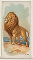 Lion, from the Quadrupeds series (N21) for Allen & Ginter Cigarettes, Allen & Ginter  American, Commercial color lithograph