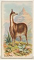 Llama, from the Quadrupeds series (N21) for Allen & Ginter Cigarettes, Allen & Ginter  American, Commercial color lithograph